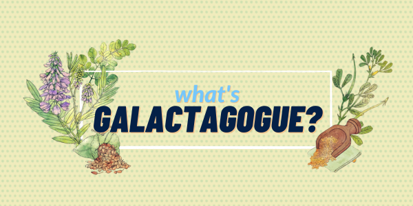 Understanding different Herbs or Galactagogue that increases breast Milk Supply