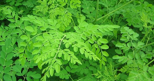 Moringa - Cash Cow: Boosting Milk Supply with Nature’s Powerhouse