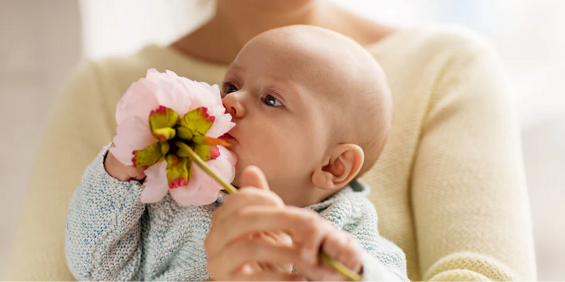 The Truth About Newborns' Sense of Smell: Discovering Their Powerful Olfactory Abilities