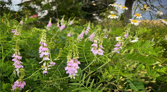 Goat's Rue - Liquid Gold: The Natural Solution to Boost Breast Milk Supply