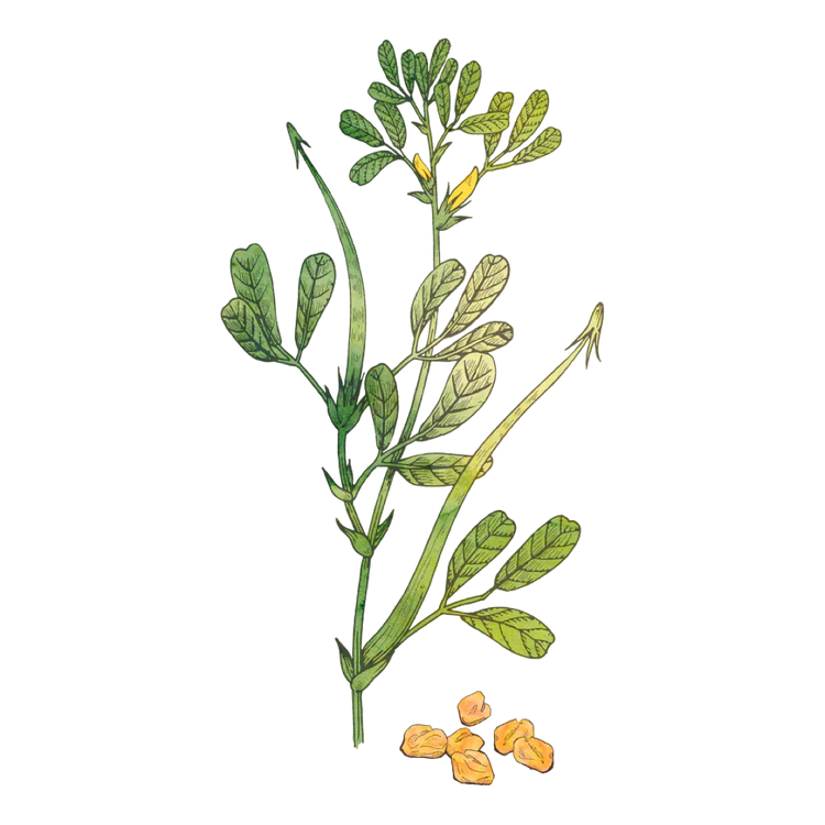 Fenugreek plant