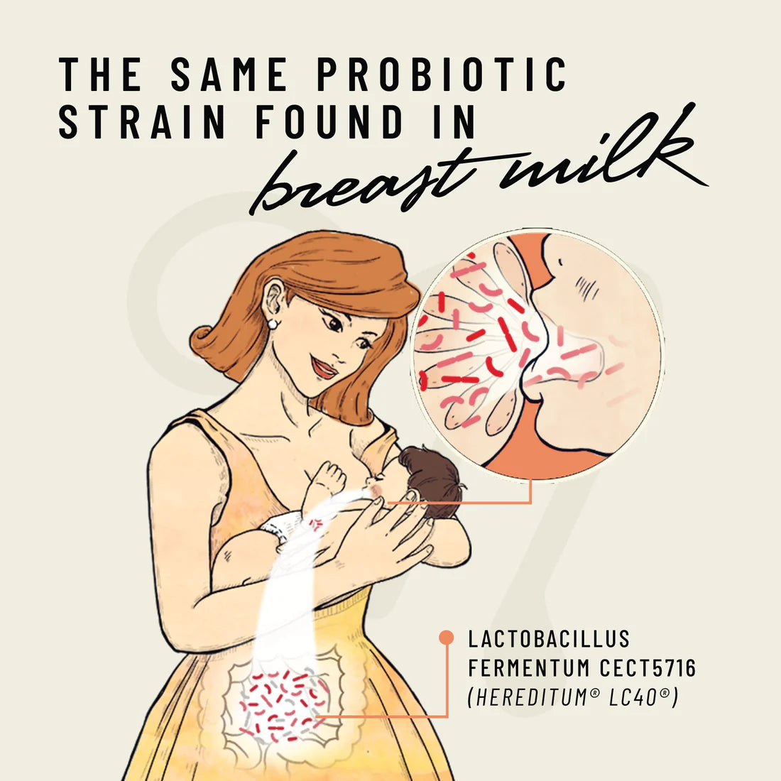 same lactobacillus found in breast milk